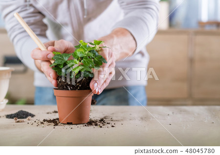 gardener work indoor gardening hobby man replant 48045780