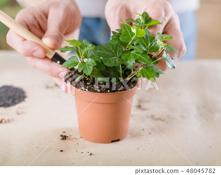 plant transplantation home flora hand replanting plant transplantation home flora hand replanting 48045782