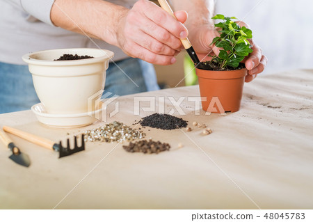 spring plant repotting indoor garden care man spring plant repotting indoor garden care man 48045783