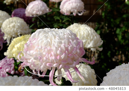 成山(菊花) 成山(菊花) 48045813