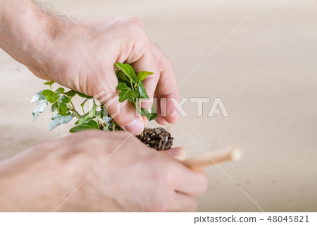 home plant care hobby replanting close up home plant care hobby replanting close up 48045821