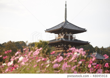 Cosmos and Jokoji 48045918