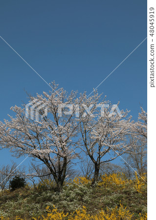 Cherry Blossoms, Snowfalls and Forsythia 48045919