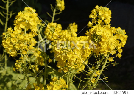 早春花油菜 早春花油菜 48045933