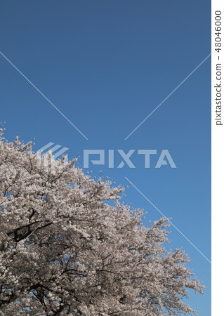 藍天和櫻花 48046000