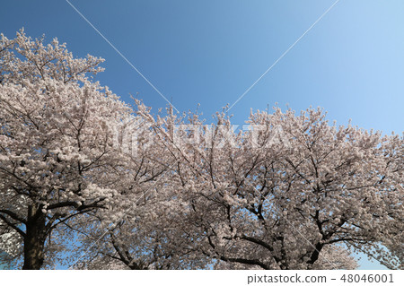 藍天和櫻花 48046001