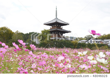 宇宙和佐子 宇宙和佐子 48046028