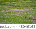 Violet and pheasant 48046163