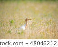 Spring 48046212