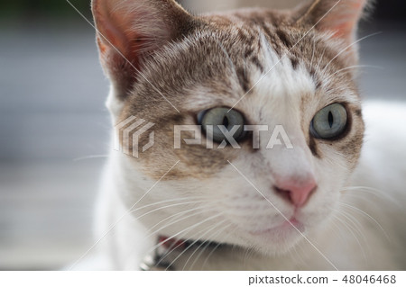 Close up view of a cute cat, selective focus. Close up view of a cute cat, selective focus. 48046468