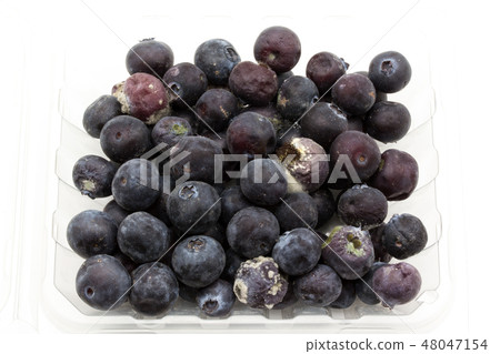 被寵壞的藍莓黴菌黴菌病菌腐敗 48047154