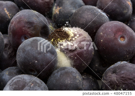 被寵壞的藍莓黴菌黴菌病菌腐敗 48047155