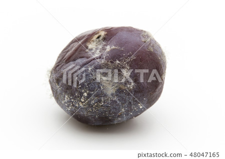 被寵壞的藍莓灰色真菌Botrytis / Cinerea細菌疾病細菌病原真菌 被寵壞的藍莓灰色真菌Botrytis / Cinerea細菌疾病細菌病原真菌 48047165