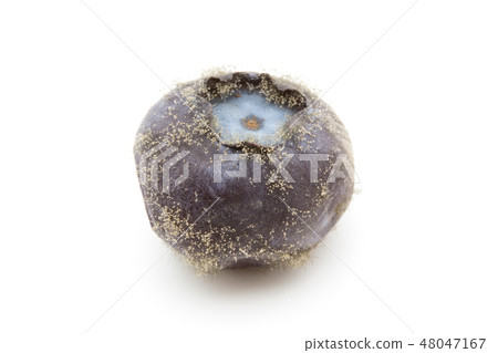 Spoiled Blueberry Gray Fungus Botrytis / Cinerea Bacteria Disease Bacteria Pathogenic Fungus Spoiled Blueberry Gray Fungus Botrytis / Cinerea Bacteria Disease Bacteria Pathogenic Fungus 48047167