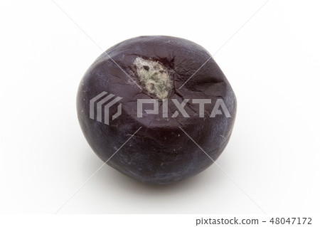 Spoiled blueberry Altenia rust mold rotten fungi disease pathogen spoilage 48047172