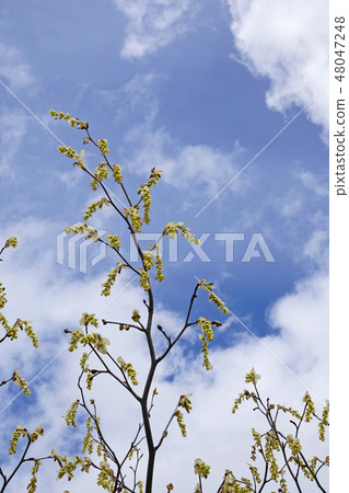 新鮮和檸檬黃是美麗的Tossami 48047248