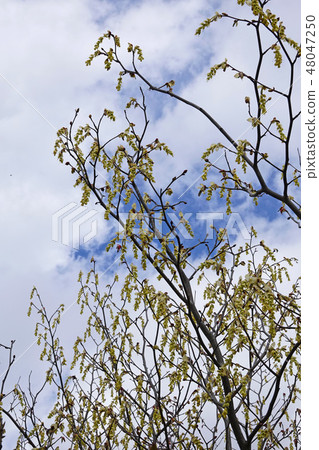 Fresh and lemon yellow is beautiful Tossami 48047250