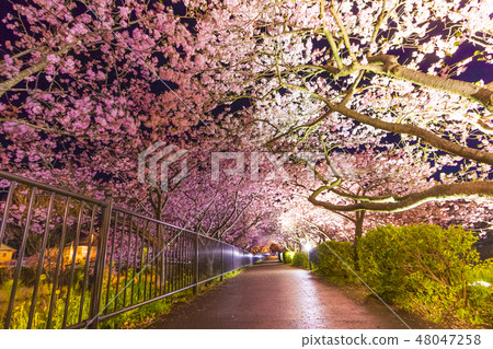 [Ohanami] Illuminated Kawazu Sakura 48047258