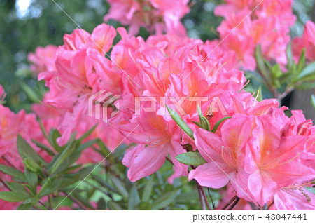 Flowers-rhododendron in the city park under summer 48047441