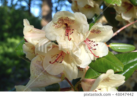 Flowers-rhododendron in the city park under summer Flowers-rhododendron in the city park under summer 48047442