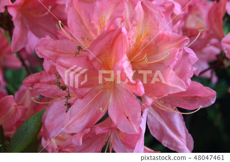 Flowers-rhododendron in the city park under summer Flowers-rhododendron in the city park under summer 48047461