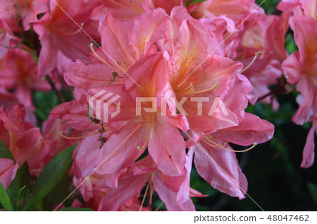 Flowers-rhododendron in the city park under summer Flowers-rhododendron in the city park under summer 48047462