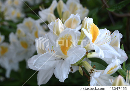 Flowers-rhododendron in the city park under summer Flowers-rhododendron in the city park under summer 48047463