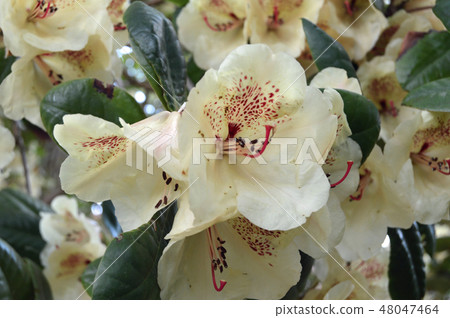 Flowers-rhododendron in the city park under summer Flowers-rhododendron in the city park under summer 48047464