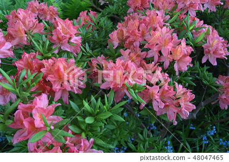 Flowers-rhododendron in the city park under summer 48047465