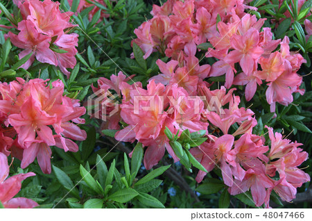 Flowers-rhododendron in the city park under summer Flowers-rhododendron in the city park under summer 48047466