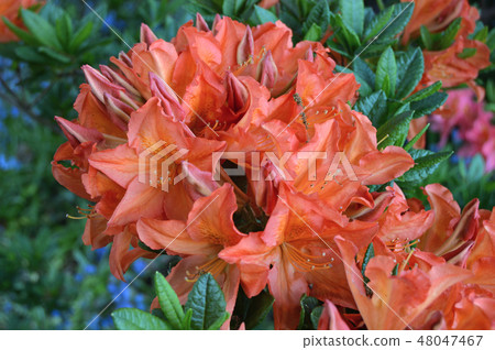Flowers-rhododendron in the city park under summer Flowers-rhododendron in the city park under summer 48047467