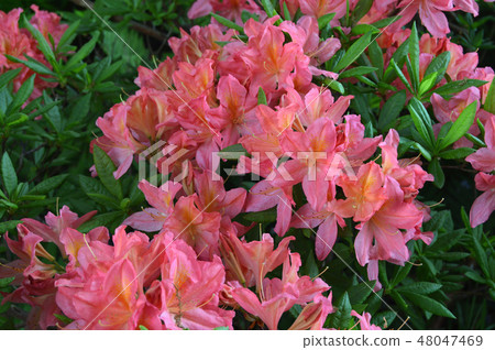Flowers-rhododendron in the city park under summer 48047469