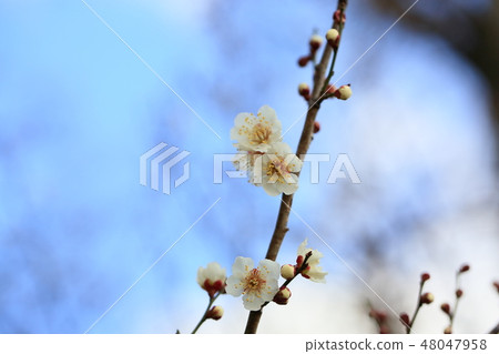 白花花 白花花 48047958