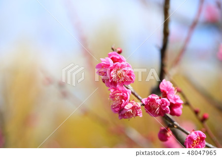 Pink plum blossoms Pink plum blossoms 48047965