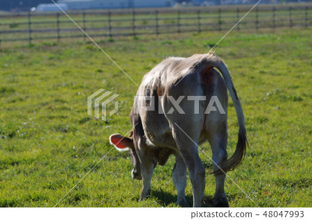 Behind the cow 48047993