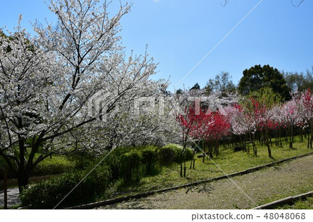 盛開的櫻花公園 盛開的櫻花公園 48048068