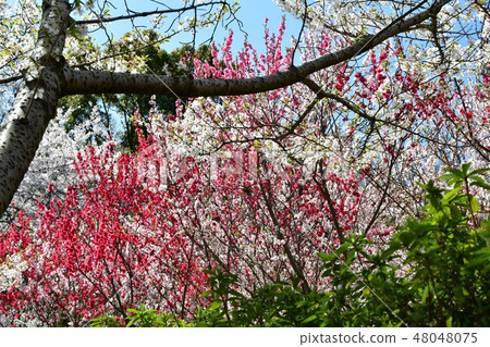 盛開的櫻花公園 盛開的櫻花公園 48048075