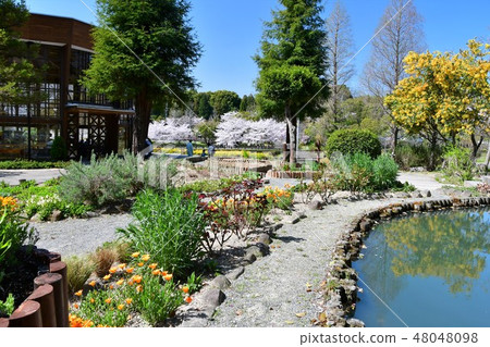 Cherry blossom park in full bloom Cherry blossom park in full bloom 48048098