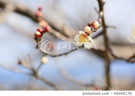 White flower flowers White flower flowers 48048176