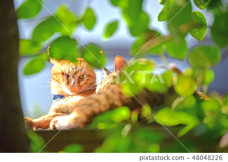 A happy day for good friends cat A happy day for good friends cat 48048226