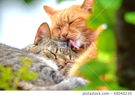 A happy day for good friends cat A happy day for good friends cat 48048230