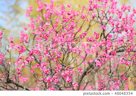 粉紅色的梅花 48048354