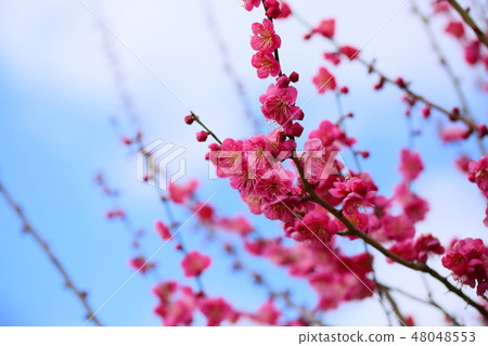 粉紅色的梅花 48048553