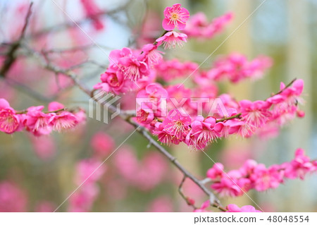 粉紅色的梅花 48048554