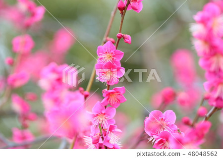 粉紅色的梅花 48048562