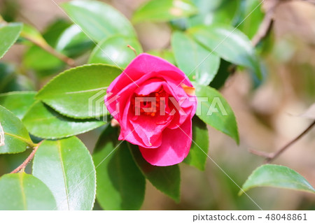 Satake花的花朵 Satake花的花朵 48048861