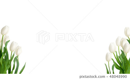 Spring - Background - Tulip - White 48048990