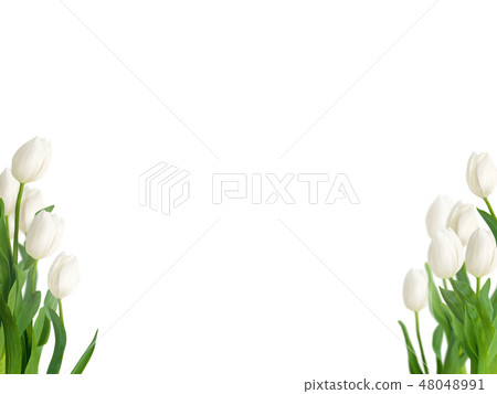 Spring - Background - Tulip - White 48048991