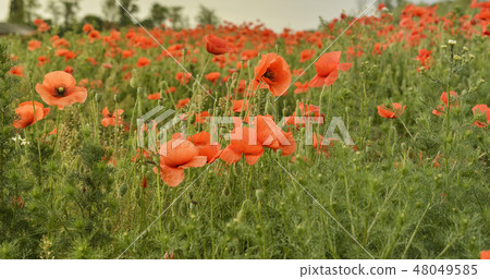 Flowers Red poppies blossom on wild field. Flowers Red poppies blossom on wild field. 48049585