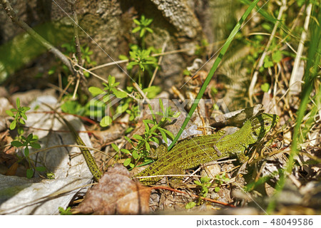 Lizard sitting in the thick green grass 48049586